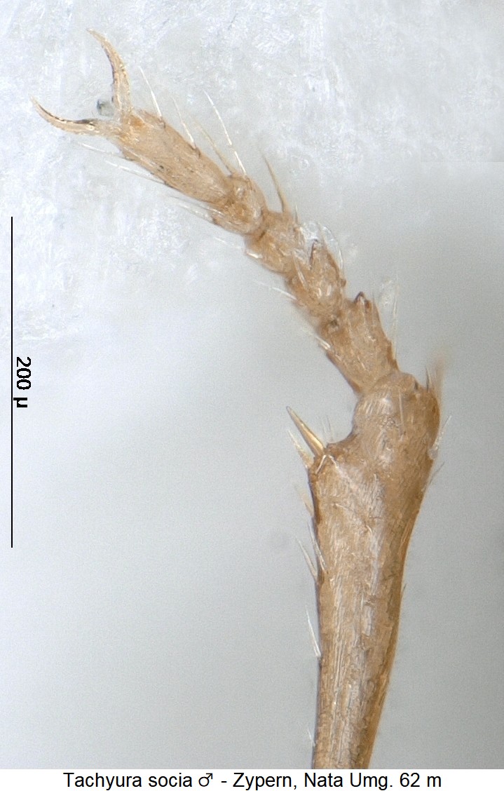 sphaerotachys_socia_m_vtr.jpg