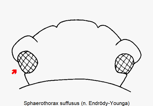 sphaerothorax_suffusus_k.gif
