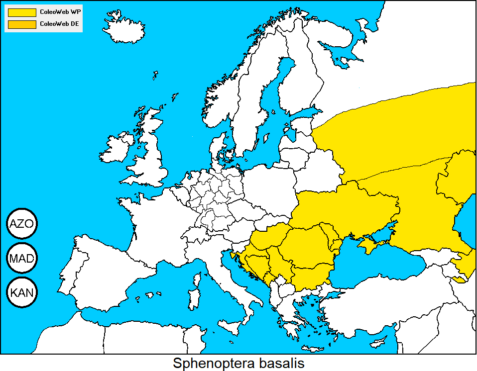 sphenoptera_basalis_dis.gif