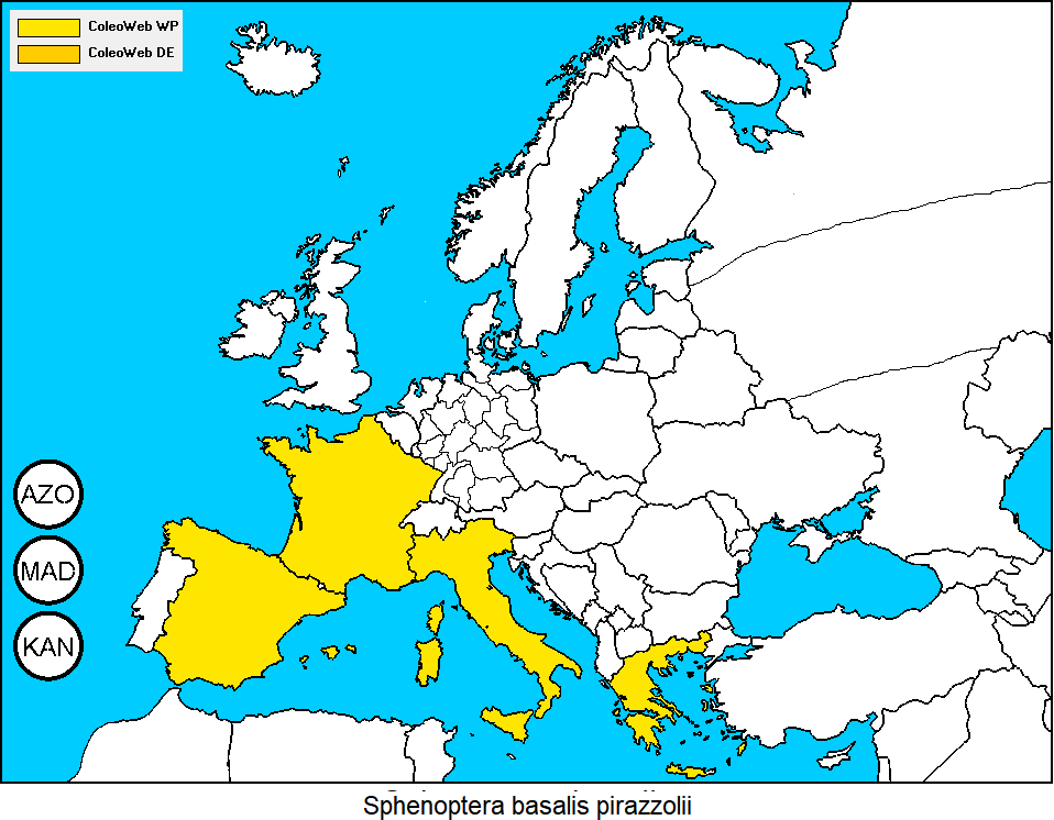 sphenoptera_pirazzolii_dis.gif