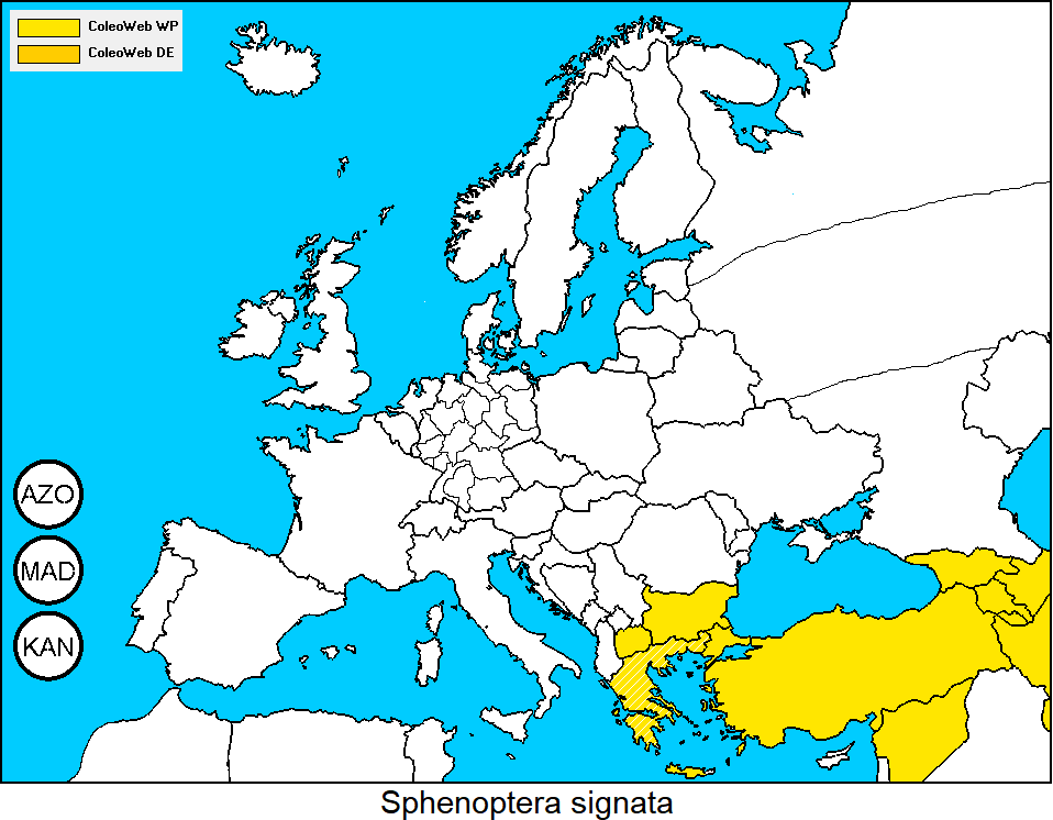 sphenoptera_signata_dis.gif