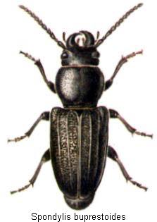 spondylis_buprestoides_hab.jpg