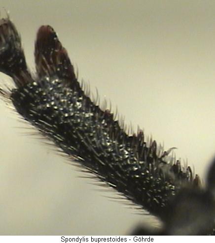 spondylis_buprestoides_vschn.jpg