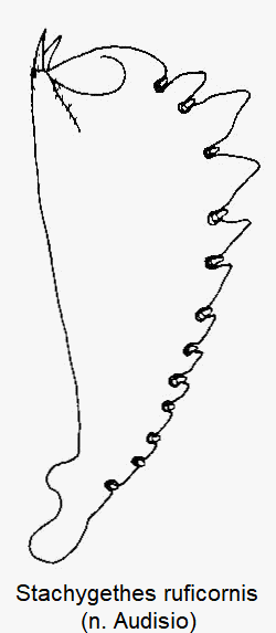 stachygethes_ruficornis_vschn.gif