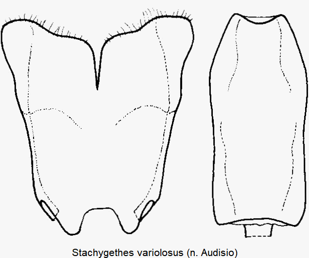 stachygethes_variolosus.gif
