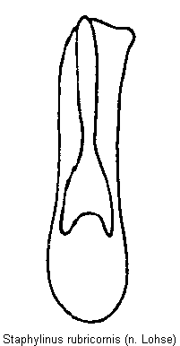 staphylinus_rubricornis.gif