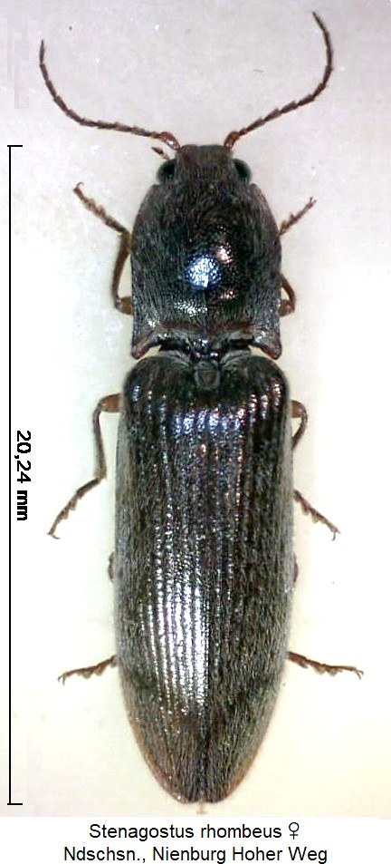 stenagostus_rhombeus_hab.jpg