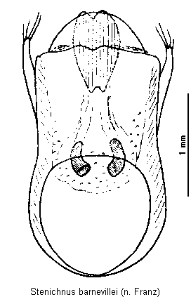 stenichnus_barnevillei.gif