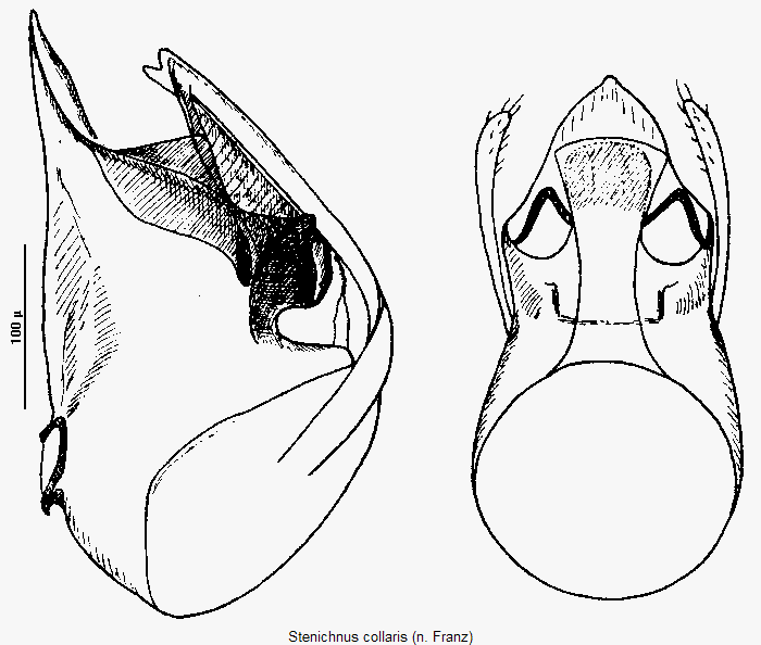 stenichnus_collaris.gif