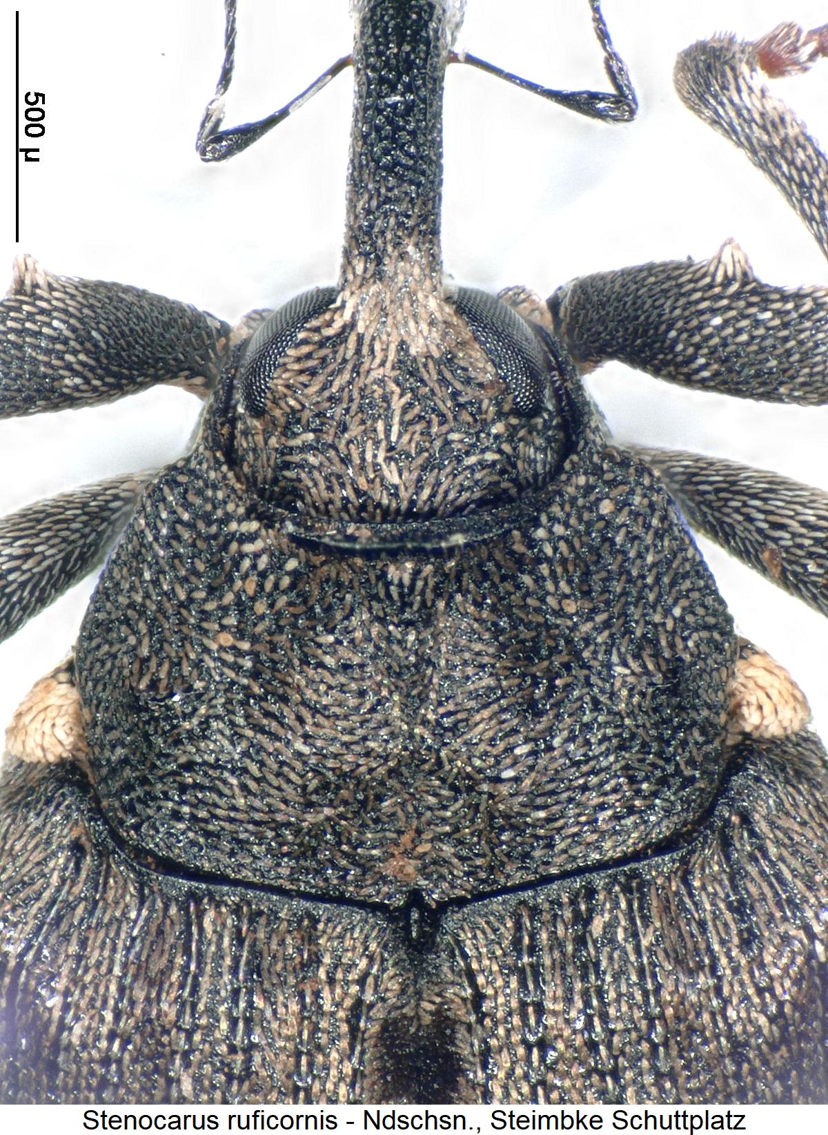 stenocarus_ruficornis_vk.jpg