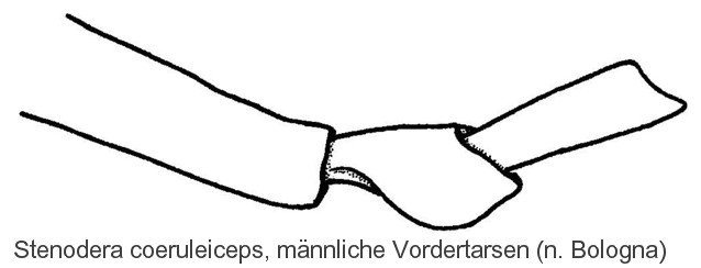 stenodera_coeruleiceps_mvt.jpg