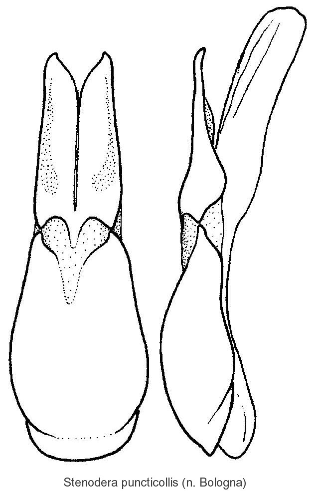 stenodera_puncticollis_aed.jpg