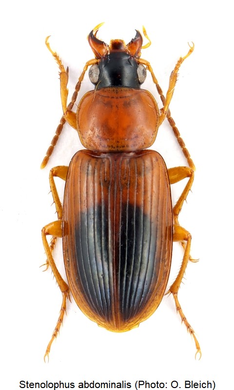 stenolophus_abdominalis_hab.jpg