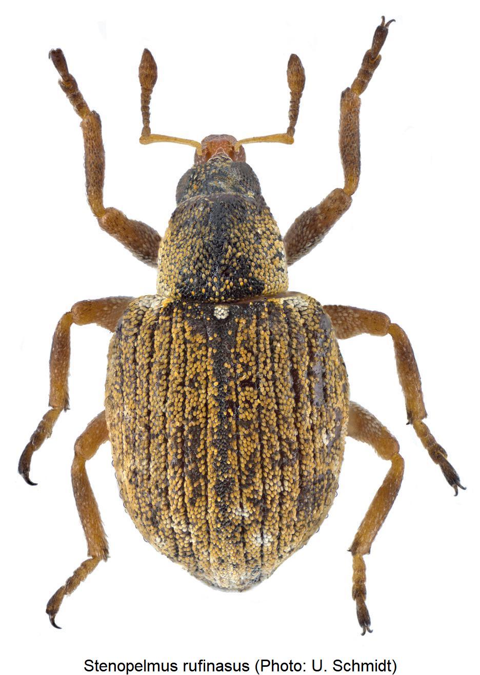 stenopelmus_rufinasus_hab1.jpg