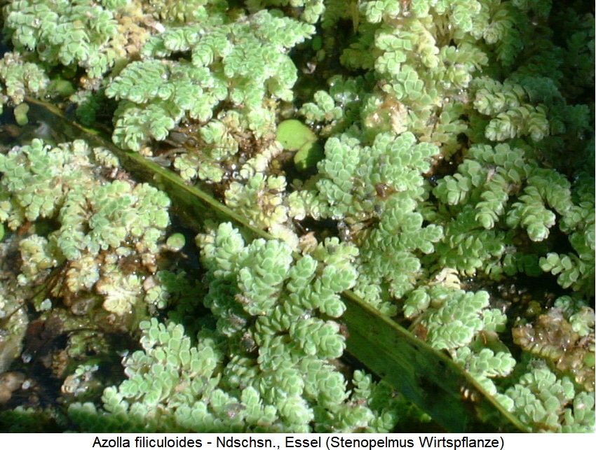 stenopelmus_wirtspflanze_azolla_filiculoides.jpg