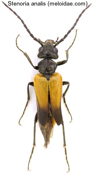 stenoria_analis.jpg