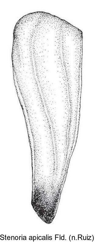stenoria_apicalis_fld.jpg