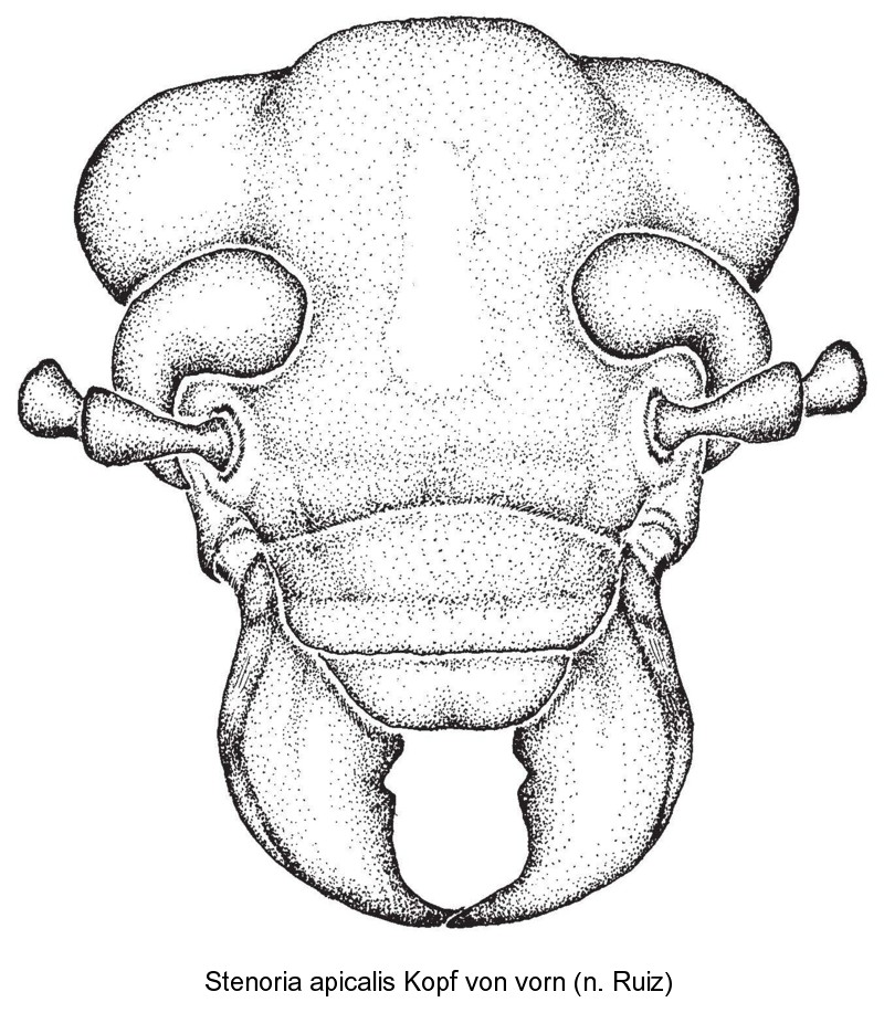 stenoria_apicalis_kopf.jpg