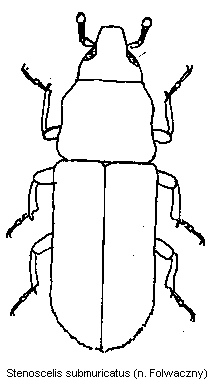 stenoscelis_submuricatus_hab.gif