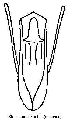 stenus_ampliventris.gif