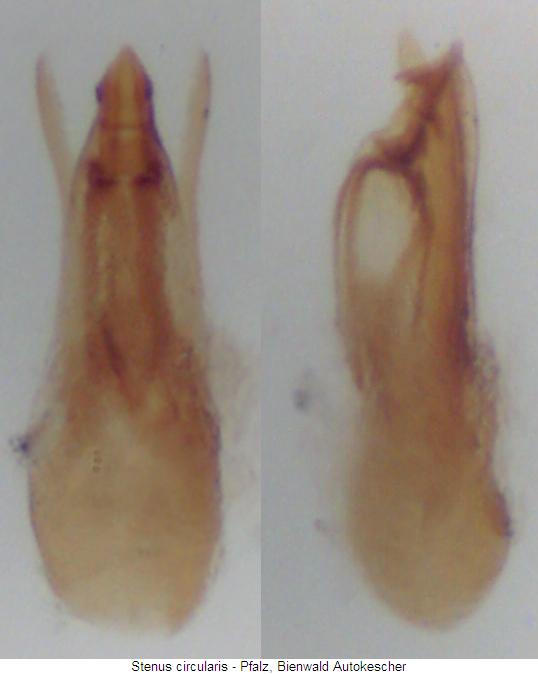 stenus_circularis.jpg