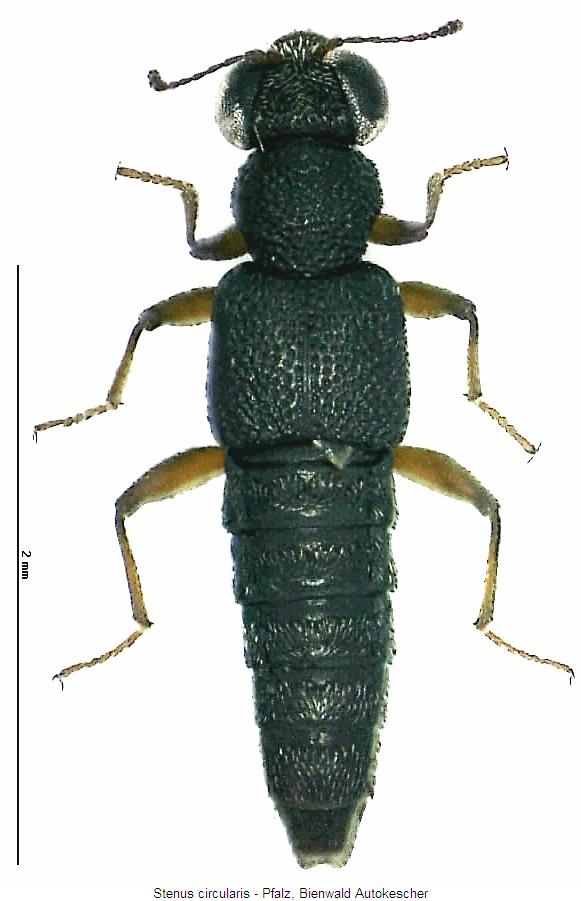 stenus_circularis_hab.jpg