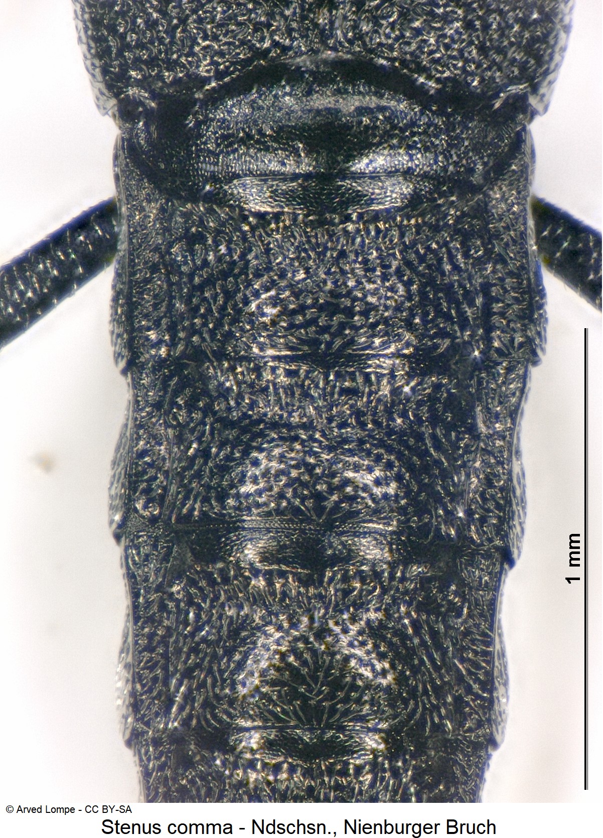 stenus_comma_ck35551283_hlb.jpg
