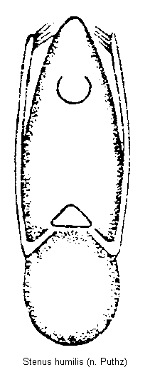 stenus_humilis.gif