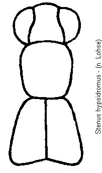 stenus_hypsidromus_vk.gif