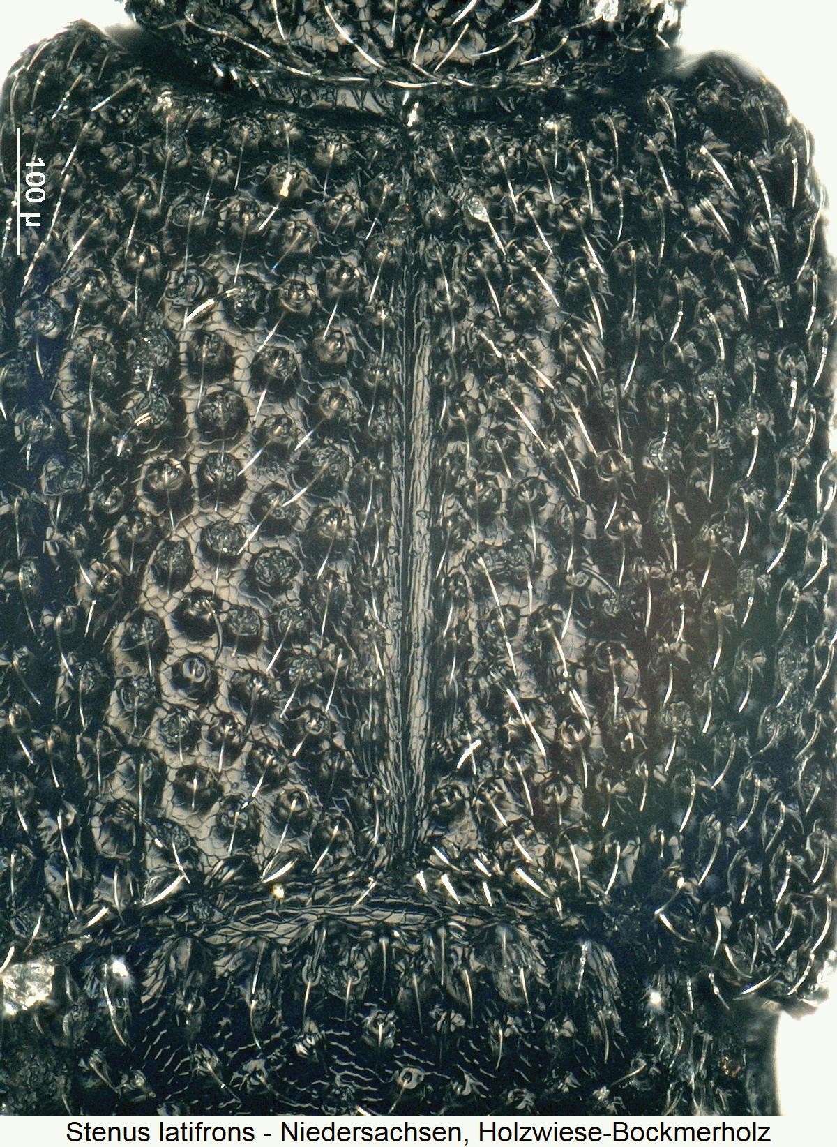 stenus_latifrons_fld.jpg