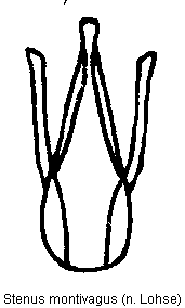 stenus_montivagus.gif