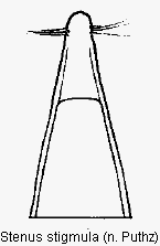 stenus_stigmula.gif
