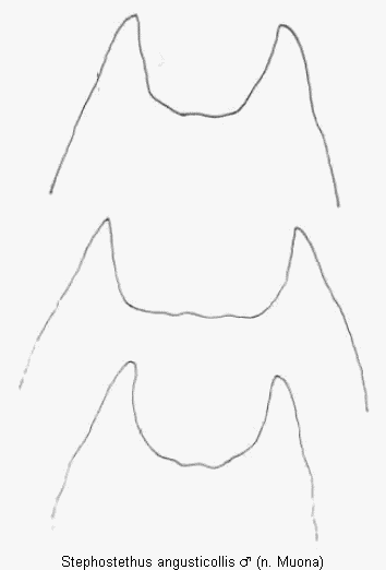 stephostethus_angusticollis_ter1.gif