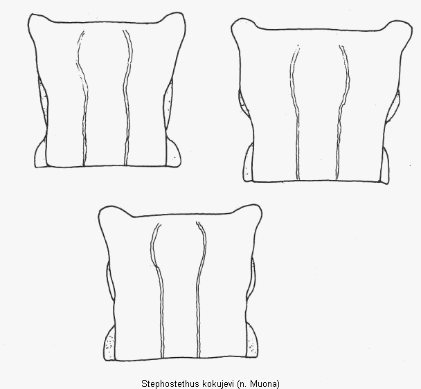 stephostethus_kokujevi_hsch.gif