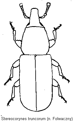 stereocorynes_truncorum_hab.gif