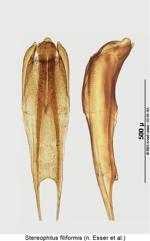 stereophilus_filiformis.jpg