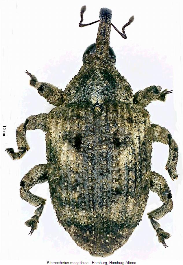 sternochetus_mangiferae_hab.jpg