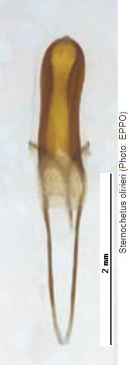 sternochetus_olivieri.jpg