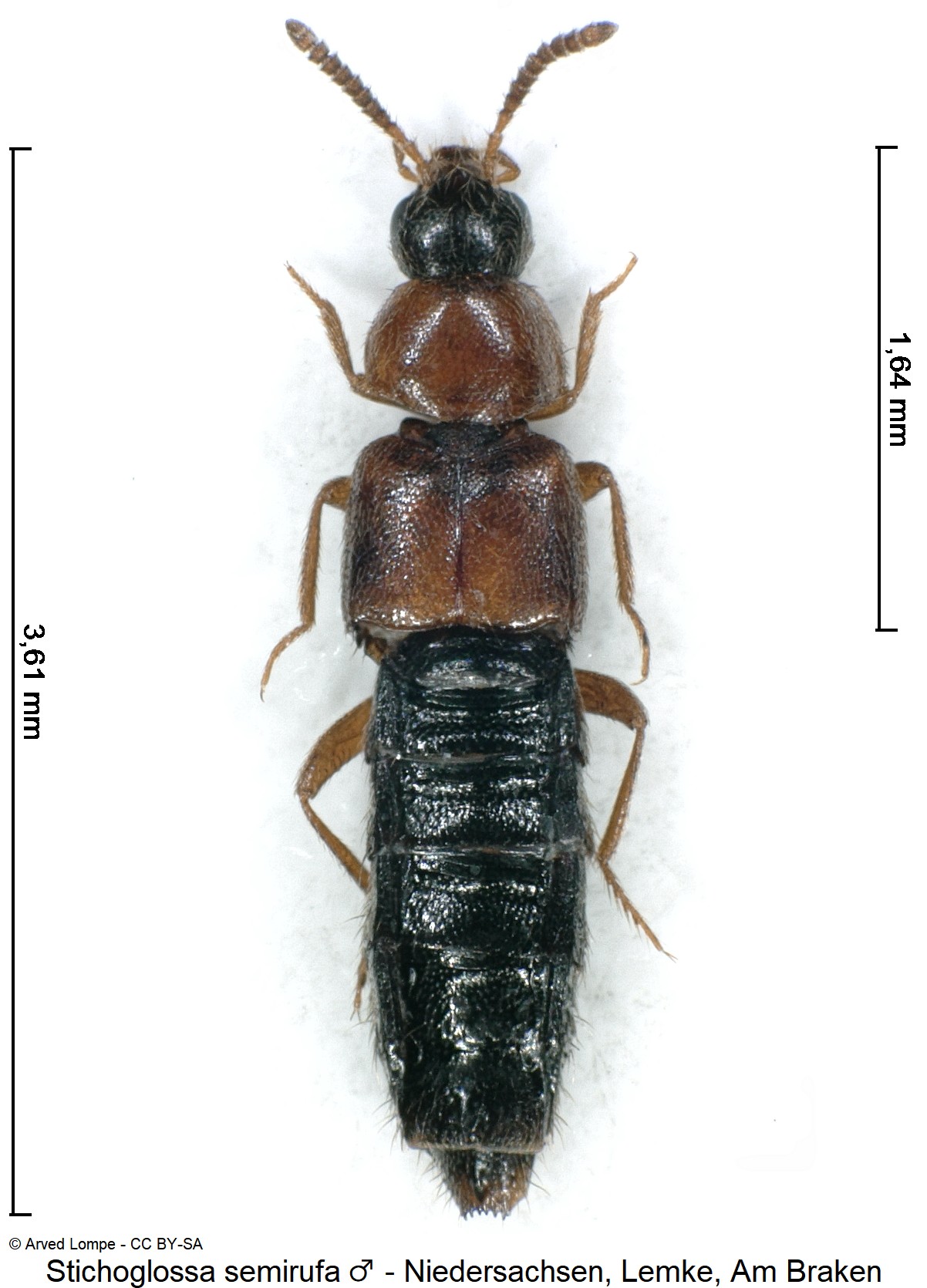 stichoglossa_semirufa_m_ck37086242_hab.jpg