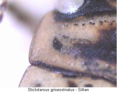 stictotarsus_griseostriatus_hsch.jpg
