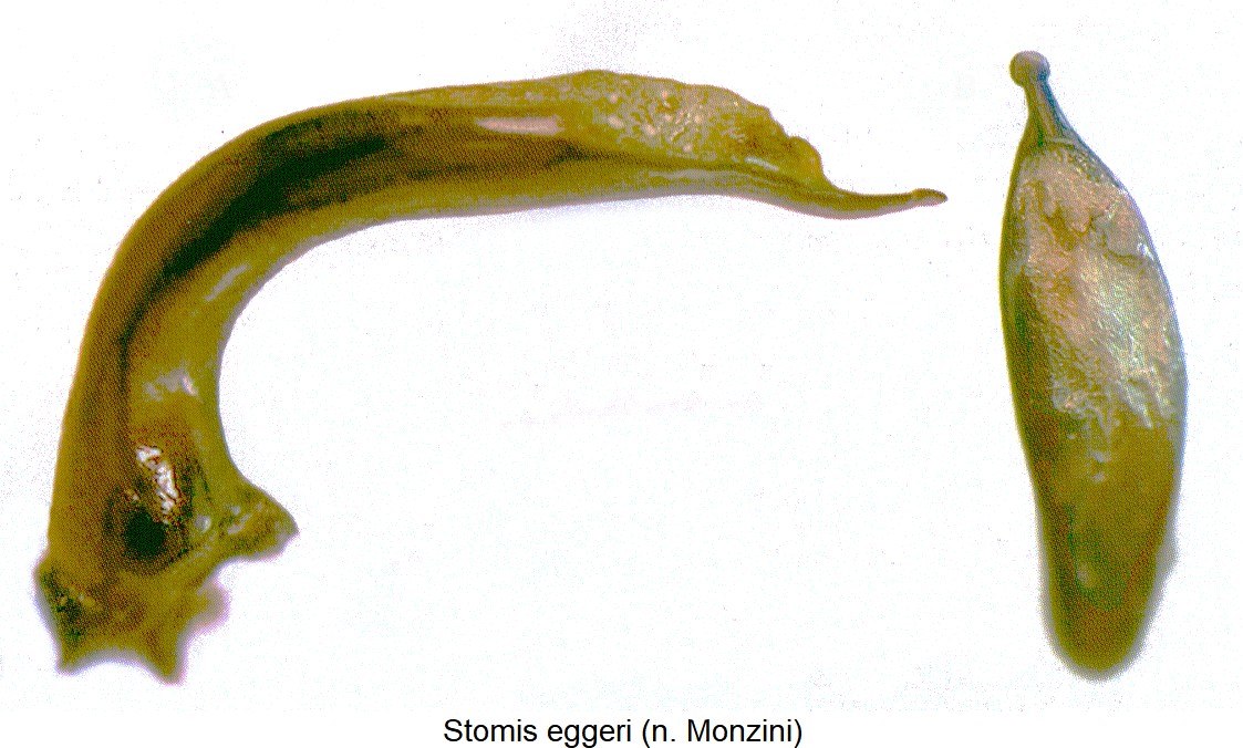 stomis_eggeri.jpg