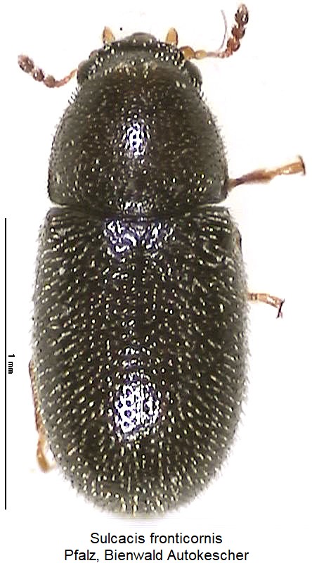 sulcacis_affinis_hab-20220302.jpg