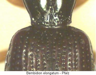 synechostictus_elongatum_sch.jpg