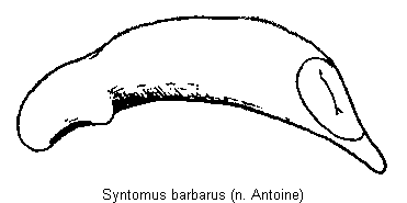 syntomus_barbarus.gif