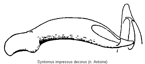 syntomus_decorus.gif