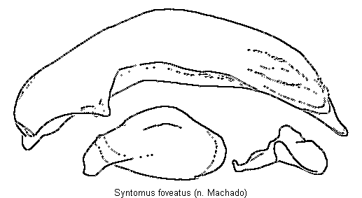 syntomus_foveatus2.gif
