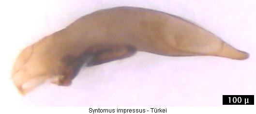 syntomus_impressus.jpg
