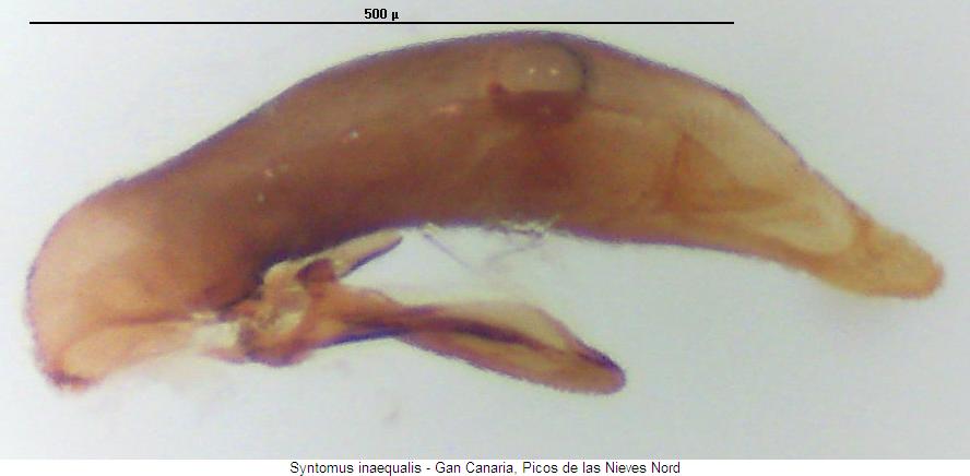 syntomus_inaequalis3.jpg