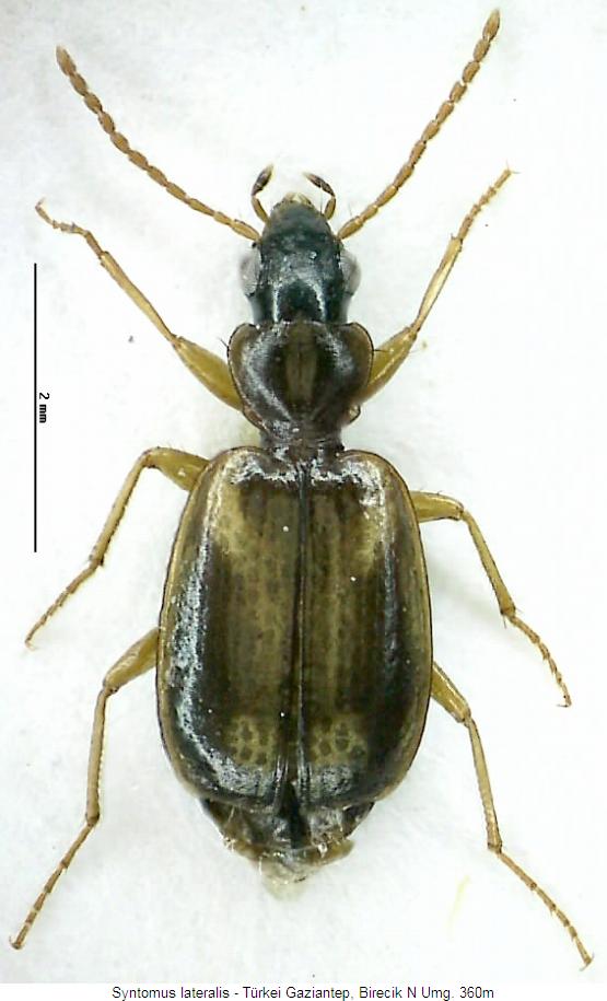 syntomus_lateralis_hab.jpg