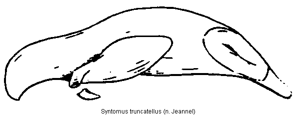 syntomus_truncatellus.gif